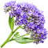 Heliotrope absolute
